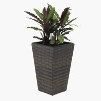 Vaso jardim BLOMMOR L31xC31xA50 castanho
