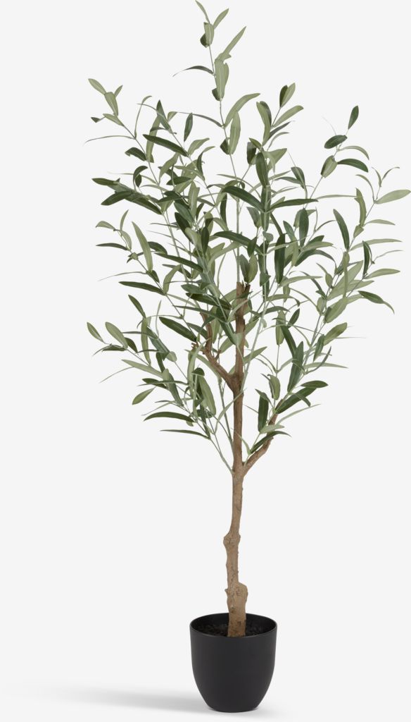 gummibaum dnger Gummibaum XL | Ficus elastica